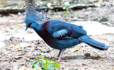 Portrait of a tropical pigeon