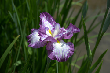 胡蝶の舞　ハナショウブ