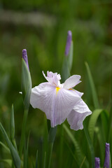 上総乙女　ハナショウブ