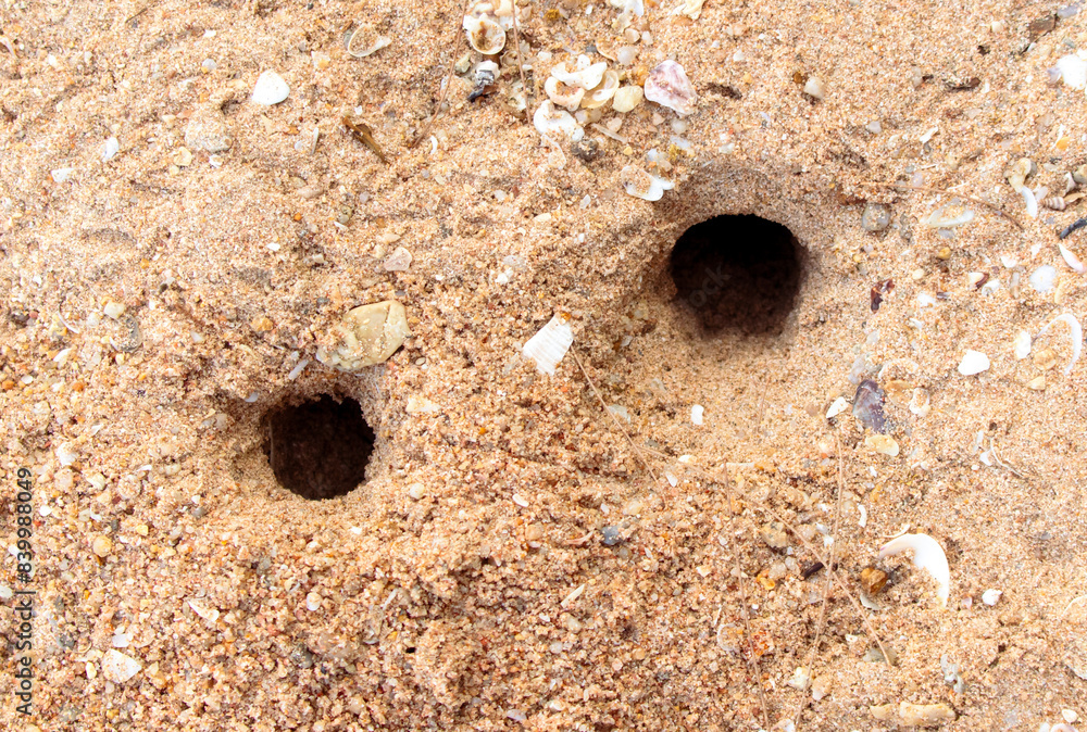 Sticker crab tracks on the sand as a background