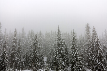 Foggy Winter Forest. Fog in the Woods. Spruce Trees Covered with Snow. Nobody. Wintertime Landscape.
