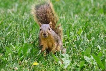 Squirrels of Los Angeles