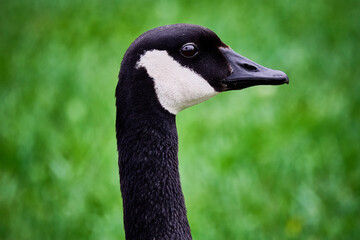 Canadian Goose.