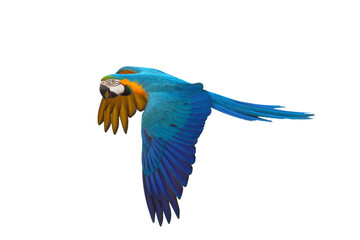 Colorful flying Blue and Gold Macaw parrot isolated on transparent background png file