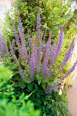 Obraz premium summer flowers with green garden