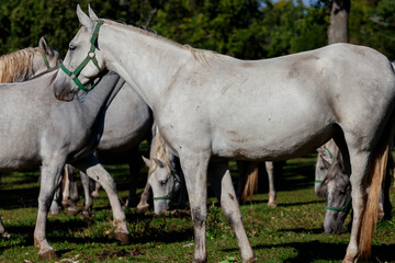 Lipizzaner Riding Horses, Slovenia