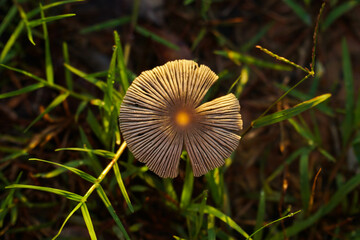 Mushrooms born in the rainy season are beautiful in the morning. It is an image suitable for use with science content.
