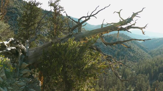 Old tree collapse in forest of bristlecone pine, California, USA