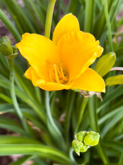 A yellow day lilly