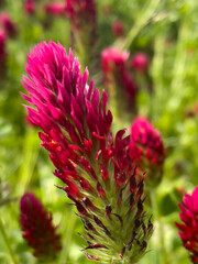 Red clover in the field