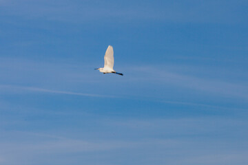 seagull in flight
