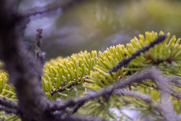 Close up of pine needles