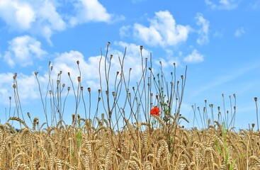 field with ripe wheat and red poppy