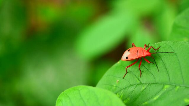 Man-faced stink bug on leaf with natural green background, Red insect with black stripes that resembles a human face, Thailand