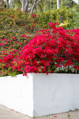 Red Bougainvillea flower on a fence