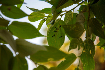 Nature's Tiny Scouts for Breeding