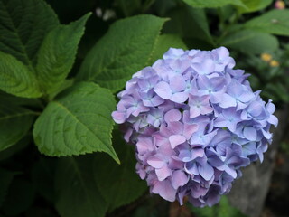 淡い色のアジサイの花　横型
