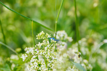 marsh bluet  hidden in the flowers of the white bedstraw in a meadow