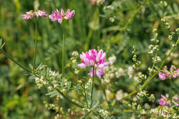 Fototapeta premium Flowering umbels of a colourful crown vetch in a meadow at Lake Mandicho near Augsburg