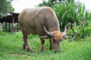 Water buffalo in agriculture field of rural Thailand.