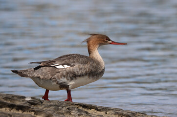 Red-breasted merganser