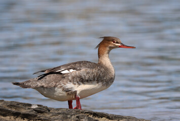 Red-breasted merganser