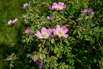 Close-up image of the beautiful spring flowering, pink, Rosa Canina.