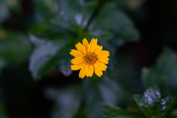 yellow flower