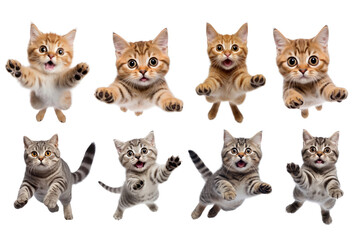 Jumping cats png on transparent background