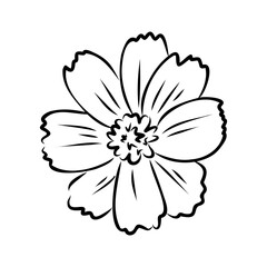 white flower isolated on black