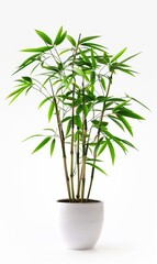 Fototapeta premium Bamboo in a white ceramic pot