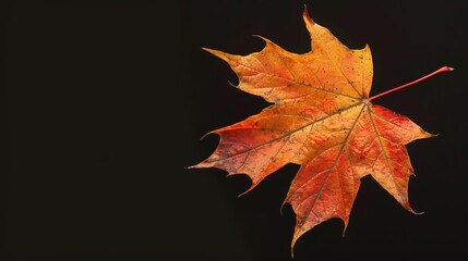 A close-up shot of a single maple leaf, its veins intricately detailed and its colors transitioning from fiery red to warm orange to soft yellow