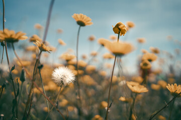 A field of yellow flowers with a single white flower in the middle - Powered by Adobe