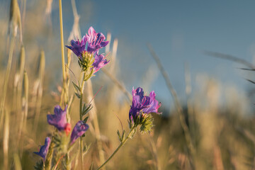 A field of purple flowers with a blue sky in the background