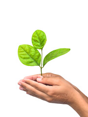 hand holding young plant isolate on white background, jasmine leaf and plant in hand, Hand holding a small tree on white background with clipping path. save the earth concept. World Environment Day 