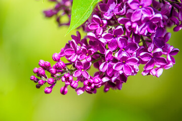 Pink lilac blooms in the Botanical garden
