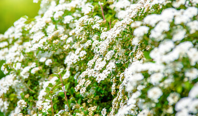 Spirea bushes bloom in the spring in May
