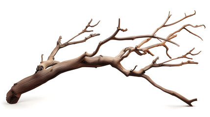Fototapeta premium Tree branch isolated on white background