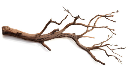 Fototapeta premium Tree branch isolated on white background