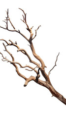 Fototapeta premium Tree branch isolated on white background