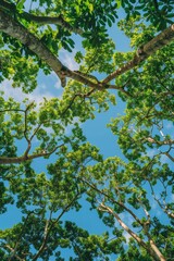 Fototapeta premium green forest