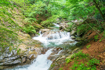 Obraz premium 新緑の西沢渓谷