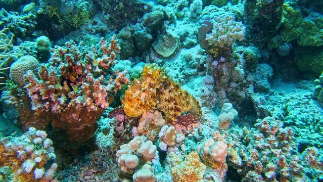 Reef Octopus, Octopus Cyanea. Coral Garden Seascape. Slow Motion. Red Sea, Egypt. Underwater World Life. Tropical Underwater Seascape. Reef Coral Scene.