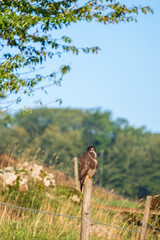 Buzzard looking at the camera