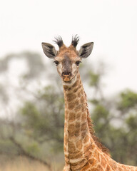 A cute young giraffe with charming hairy little horns, staring intently at the photographer in this portrait with a blurred background on a rainy day in a game reserve in South Africa.