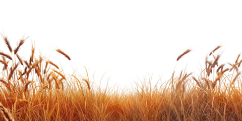 Summer landscape of wheat field isolated on transparent background. 