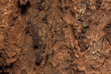 Closeup Texture of Tree Trunk