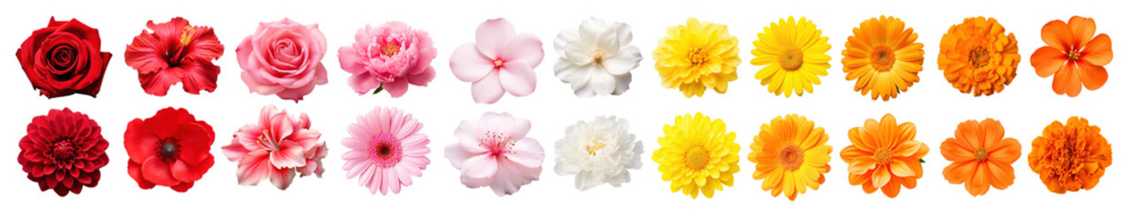 Fototapeta premium Flower blossom png element set on transparent background