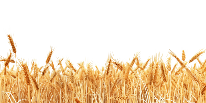Summer landscape of wheat field isolated on transparent background. 