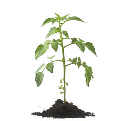 Isolated Tomato Plant, Lush Green Foliage and Ripening Fruit, transparent background